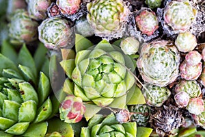 Close-up of different species of succulents and cactuses