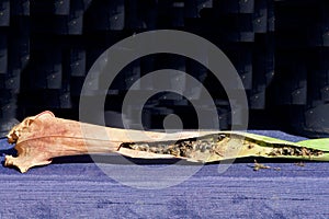 Close-up of digested insects in the trap of a sarracenia