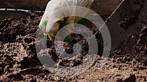 Close-up of digging the ground with shovel. Spade plunges into loose soil. Hand in a gardening glove takes out the roots