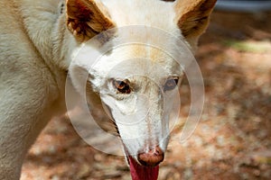 Close up of dingo face