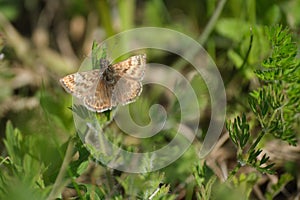 Close up of a dingy skipper moth in nature, tiny brown butterfly