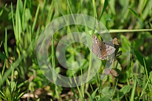 Close up of a dingy skipper moth in nature, tiny brown butterfly