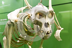 Close up dinosaur skeleton in paleontology museum.