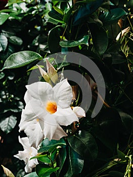 Close-up of Dipladenia Sundaville white flowers