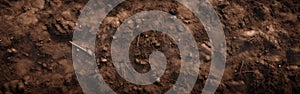 Close Up of Dirt Field With Dog Paw Print