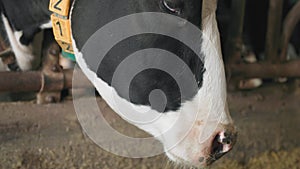 close-up of a dirty cow nose on a farm, dairy cow in a collar and ear tags eating feed while standing in stall