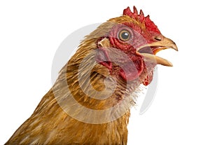 Close up of a dirty Crossbreed rooster, Pekin photo