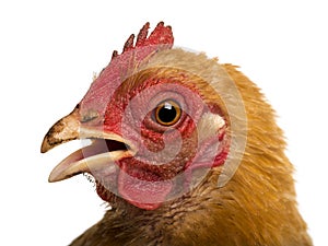 Close up of a dirty Crossbreed rooster, Pekin