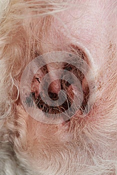 Close-up of dirty dog ear