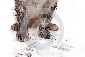 CLOSE-UP DIRTY DOG PAWS. ISOLATED ON WHITE BACKGROUND