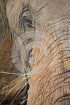 Close-up of a dirty elephant ear, eye and nose