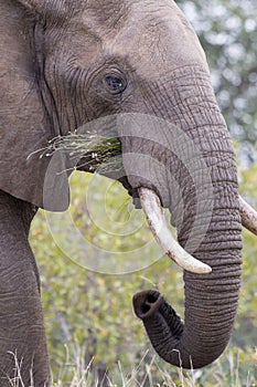Close-up of a dirty elephant tusk, ear, eye and nose