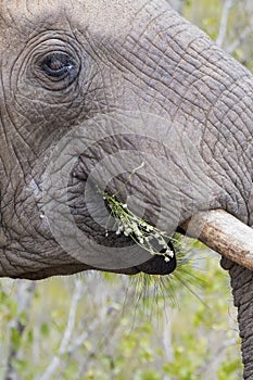 Close-up of a dirty elephant tusk, ear, eye and nose