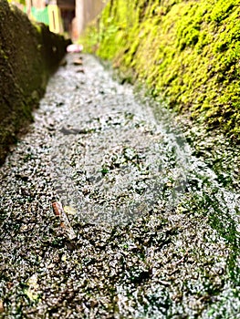 close up of dirty mossy drain or still wet waterways