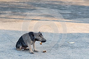 Close up dirty stray dog eating the bone on ground
