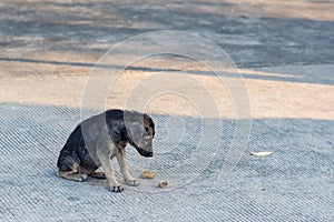 Close up dirty stray dog eating the bone on ground