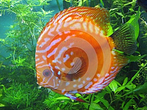 Close up of a discus fish in an aquarium. Flat round orange fish with white spots on the background of seaweeds