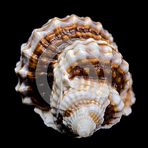 Distorsio Anus Shell on Black Background