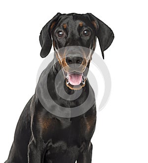 Close-up of a Doberman Pinscher puppy panting, 6 months old