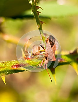 Close up of dock bug on thorny branch Coreus marginatus