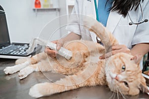 close up of doctor hand when ultrasound examine a cat abdomen