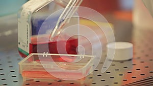 a close-up of the doctor's gloved hand pours a special medium for bio-research of red color into a special container