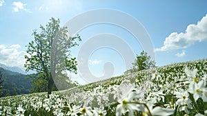 CLOSE UP, DOF: Endless meadow in sunny Alps is full of beautiful white narcissi.