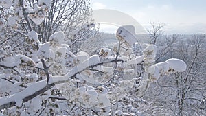 CLOSE UP, DOF: Icy snow piles up on a fruit tree canopy filled with blossoms.