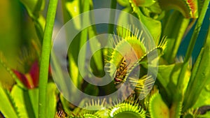 CLOSE UP, DOF: Lucky yellow wasp escapes a carnivorous Dionaea muscipula\'s trap.