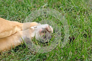 Close Up of an dog amstaf paw on a grass