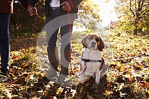 Close Up Of Dog Being Taken For Walk In Autumn Woodland