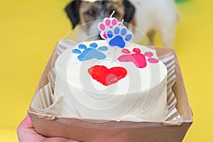 Close-up Dog in blur, focus on the cake. happy dog in party hat celebrating birthday