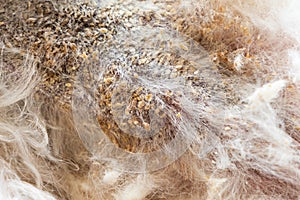 Close-up of dog body skin with bad yeast fungal infection