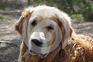 Close-up of a dog breed golden retriever head, looking at the camera, and on background blurred earth