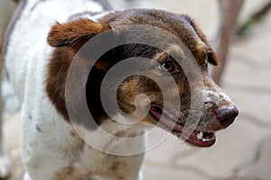 Close up of a dog with brown face