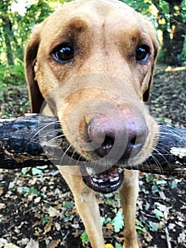 Close up of a dog carrying a stick in its mouth