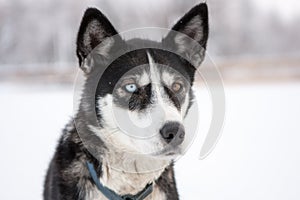 Close Up of Dog with Different Color Eyes