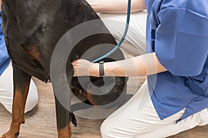 Close up of a dog examination by a vet doctor with stethoscope in veterinary clinic