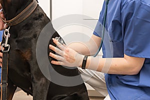 Close up of a dog examination by a vet doctor with stethoscope in veterinary clinic