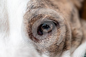 Close-up of a dog eye
