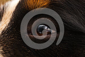 Close up of dog eye, Bernese Mountain Dog