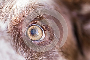 Close-up of a dog eye in sunlight. Relaxing animal portrait macro eye