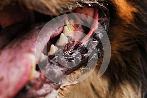 Close up of dog face, Bernese Mountain Dog