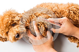 Close up of dog fur combing and de-tangling during grooming