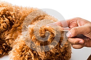 Close up of dog fur combing and detangling during grooming