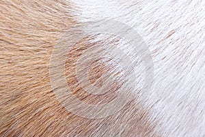 Dog fur texture with short smooth patterns for white and light brown background