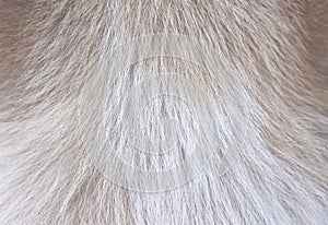 Dog fur white brown texture with short smoot patterns , animal hair background photo