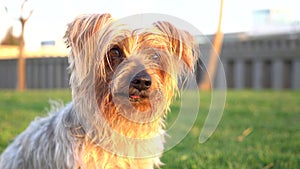 Close-up of dog gently looking at camera, turns his head trying to understand what they are saying