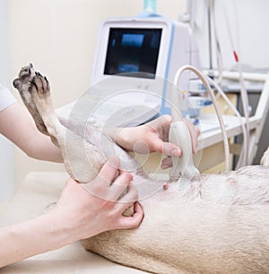Close up dog having ultrasound scan at vets