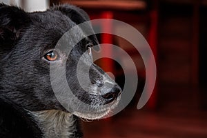 Close up of dog head with brown eyes.